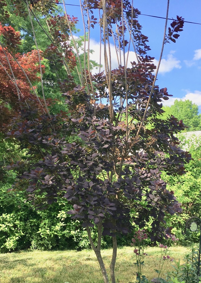 Smoketree shaping/pruning