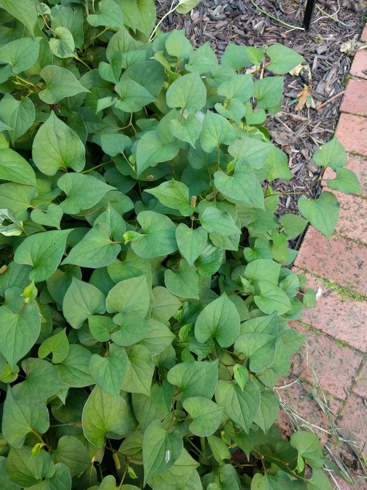 Shade tolerant ground cover in Virginia.