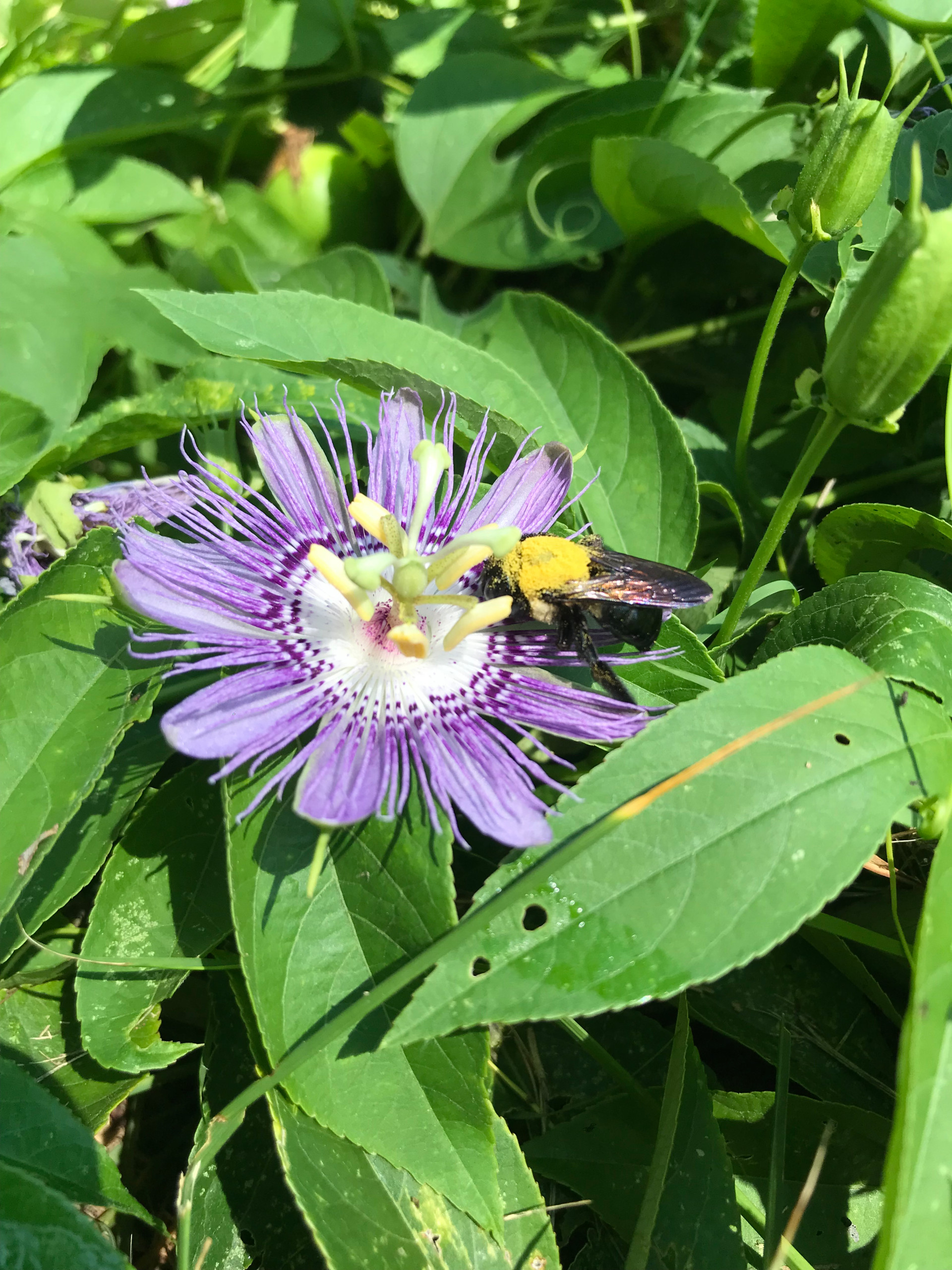 In Bloom