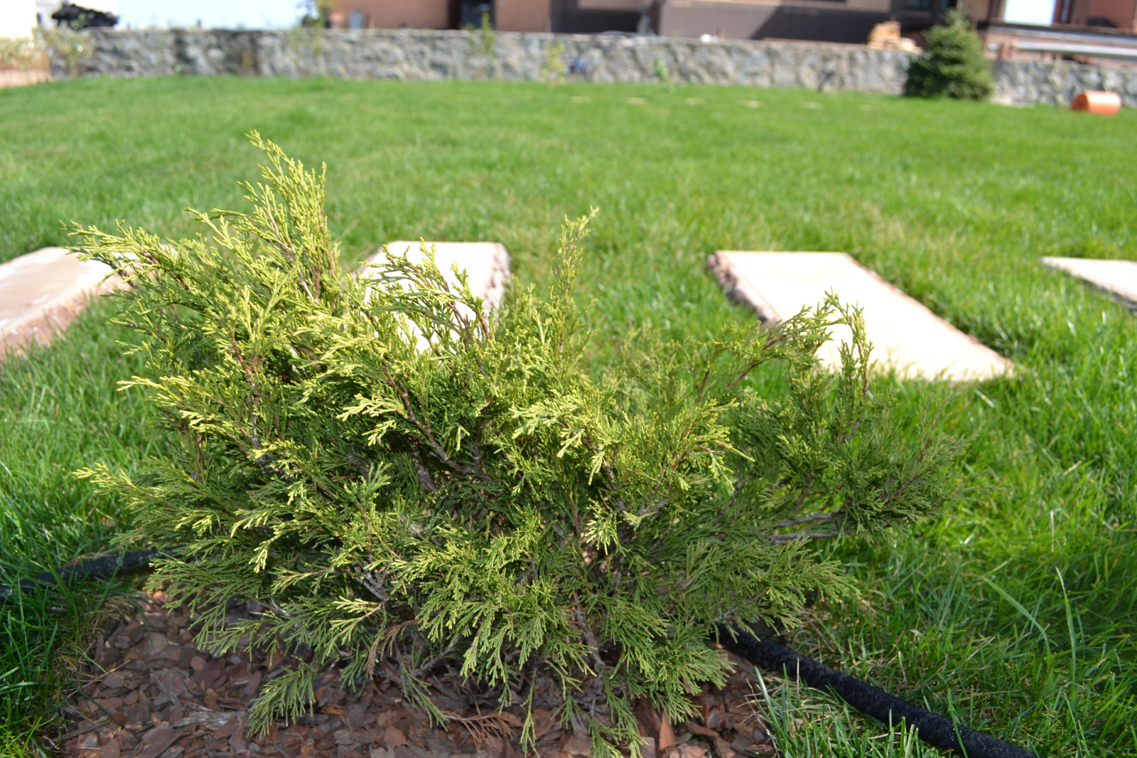 Современный сад в Академгородке