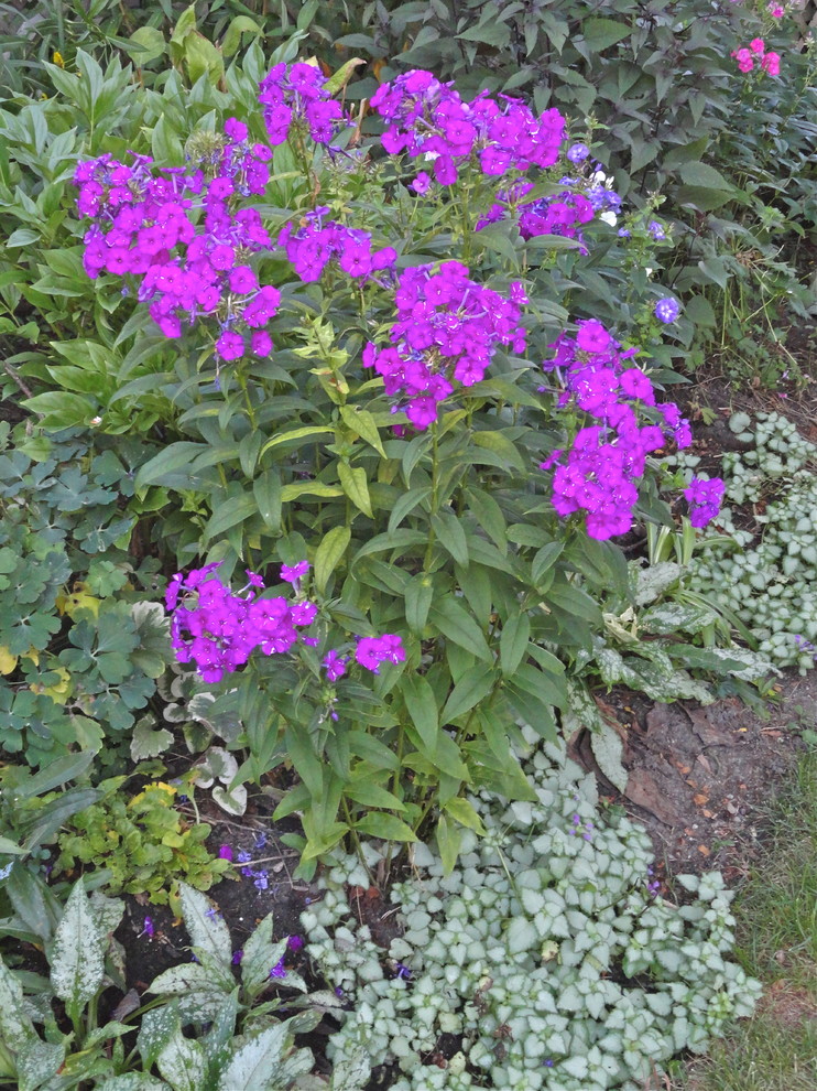 Deadheading garden phlox for a second bloom.