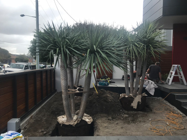 2019 Gold Award - Plantscape, Octopus Garden Design modern