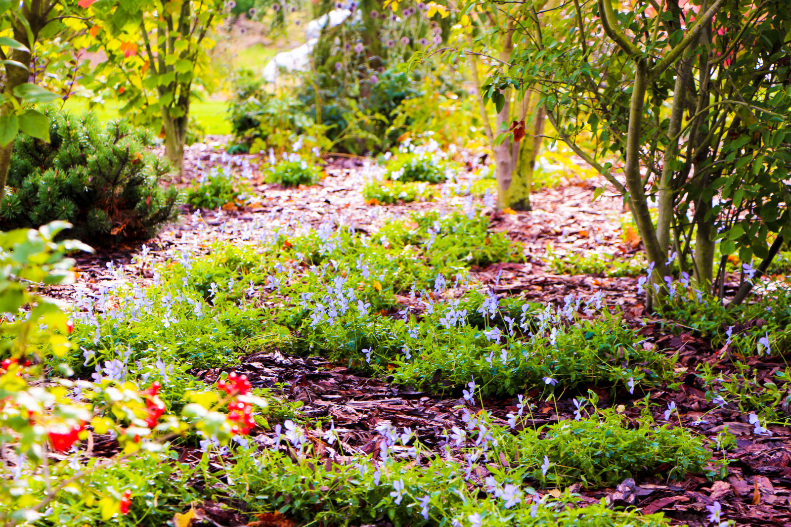 Горки-10, 2017-2020 г.г.