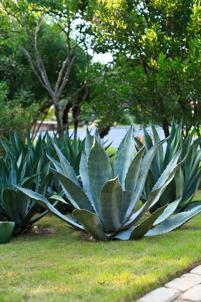 Photo of a mediterranean garden in Austin.