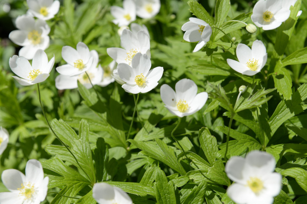 Новогорск 2021