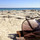 orraine_williams