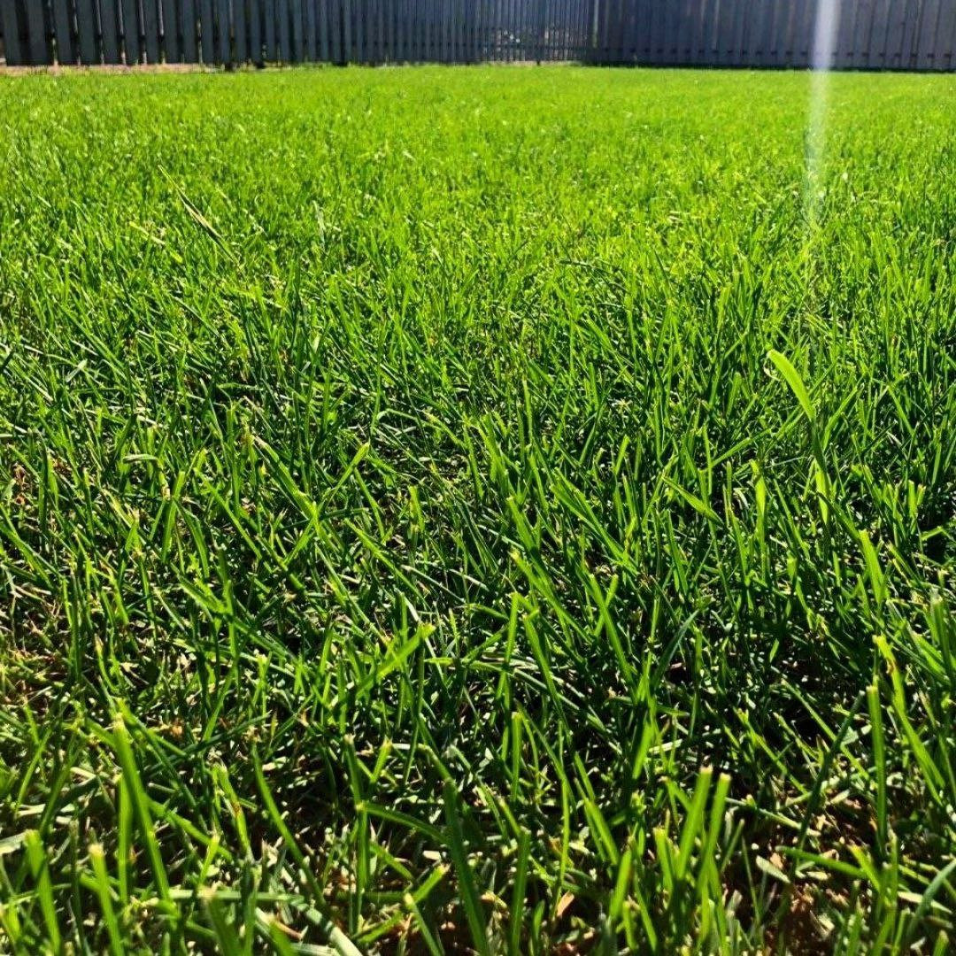 Рулонный газон