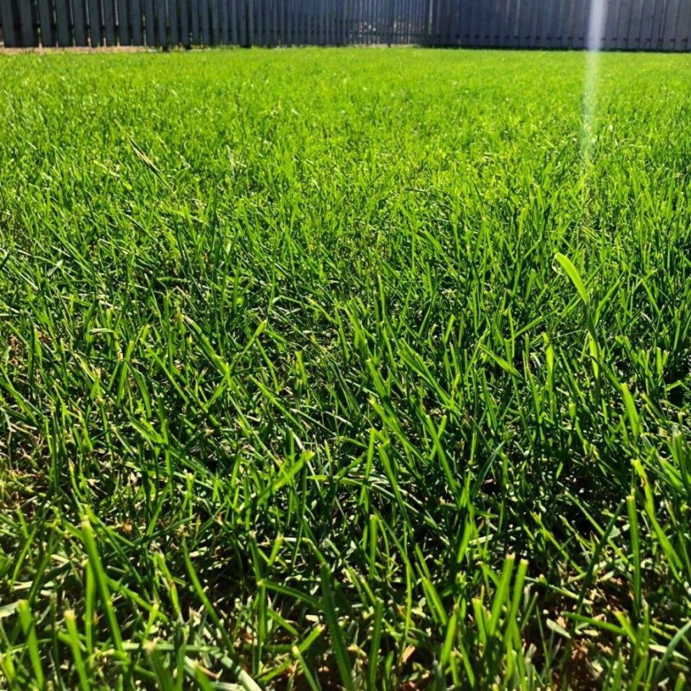 Рулонный газон