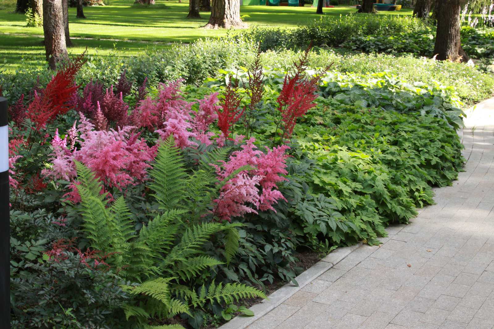 Сад в еловом лесу