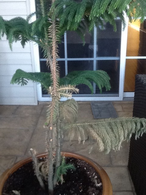 What's wrong with this tree