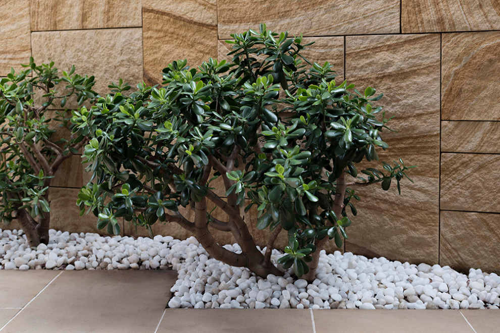 Inspiration for a mid-sized contemporary courtyard partial sun garden for summer in Sydney.