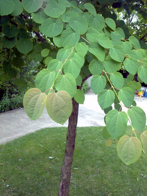tree with heart-shaped leaves