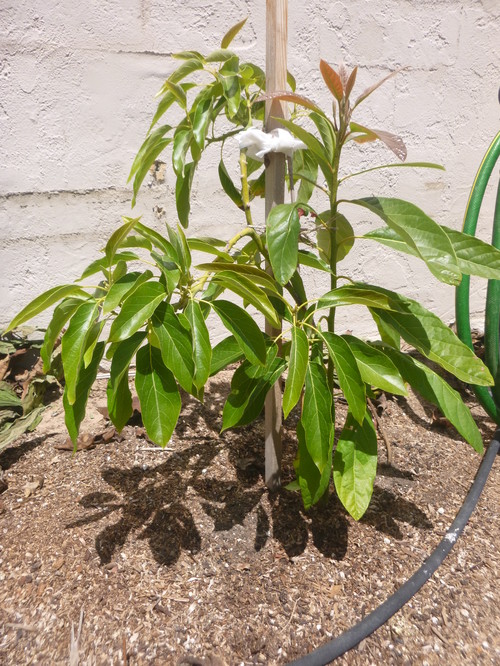 Holiday Avocado Is this the rootstock growing from the graft? Holiday Avocado Is this the rootstock growing from the graft?