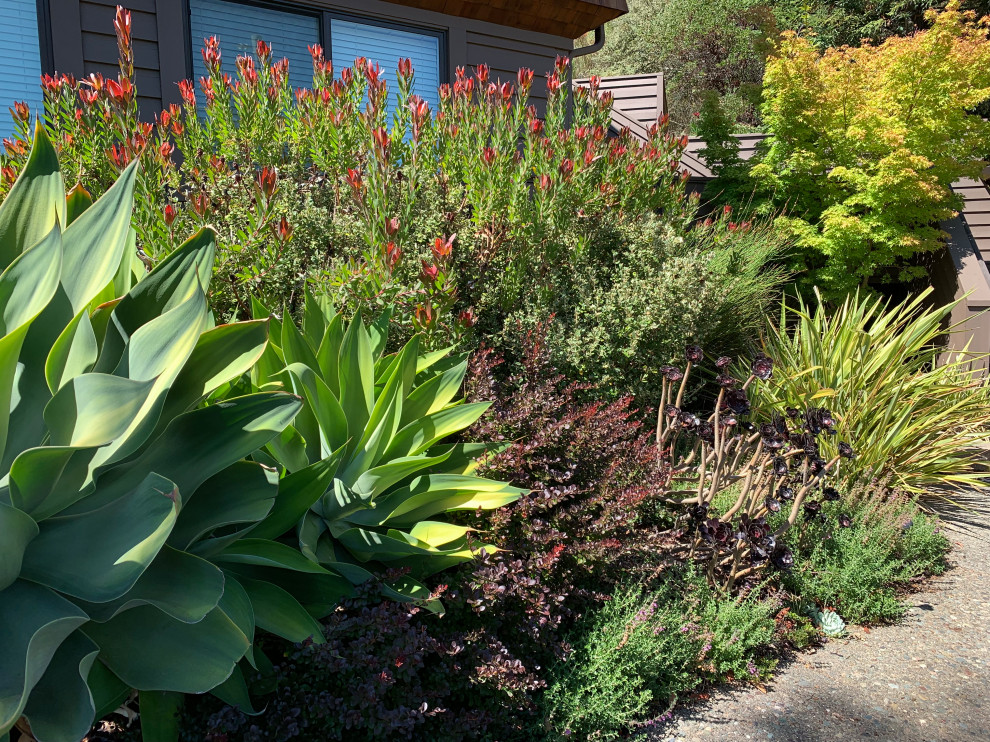 Photo of a mid-sized mediterranean front yard full sun xeriscape for winter in San Francisco.