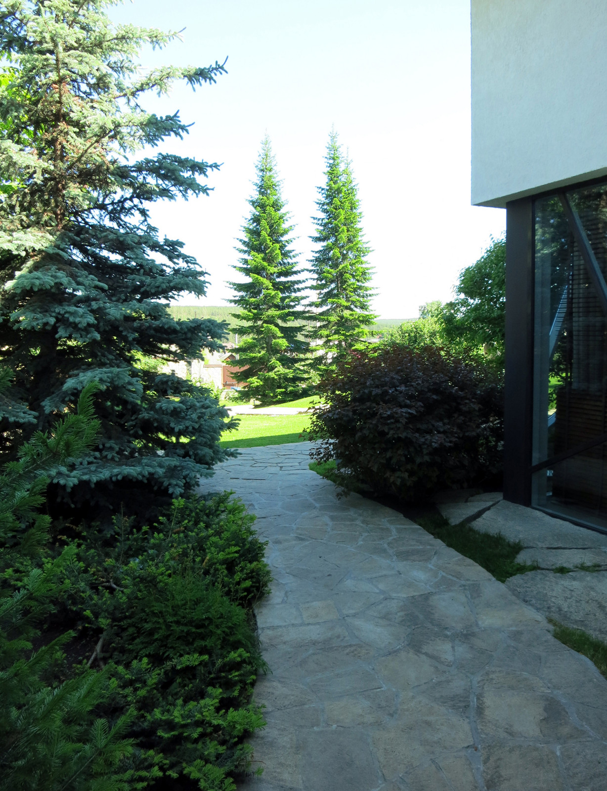 Сад с большими пихтами