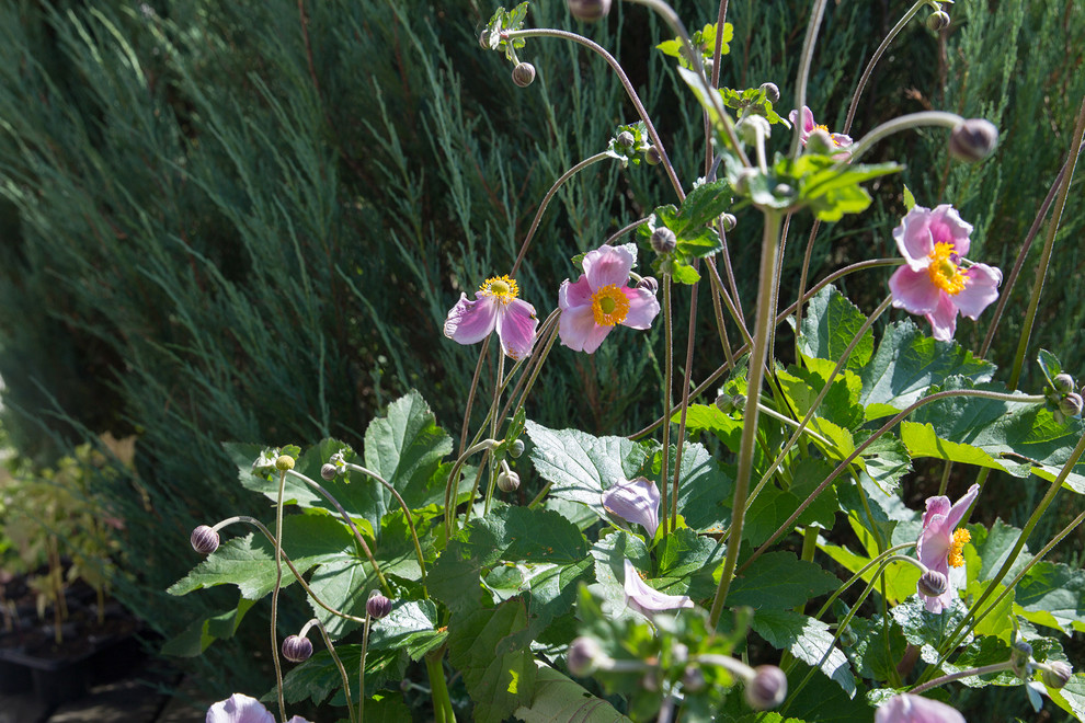 Garden of Elena Astashkina in Moscow Region