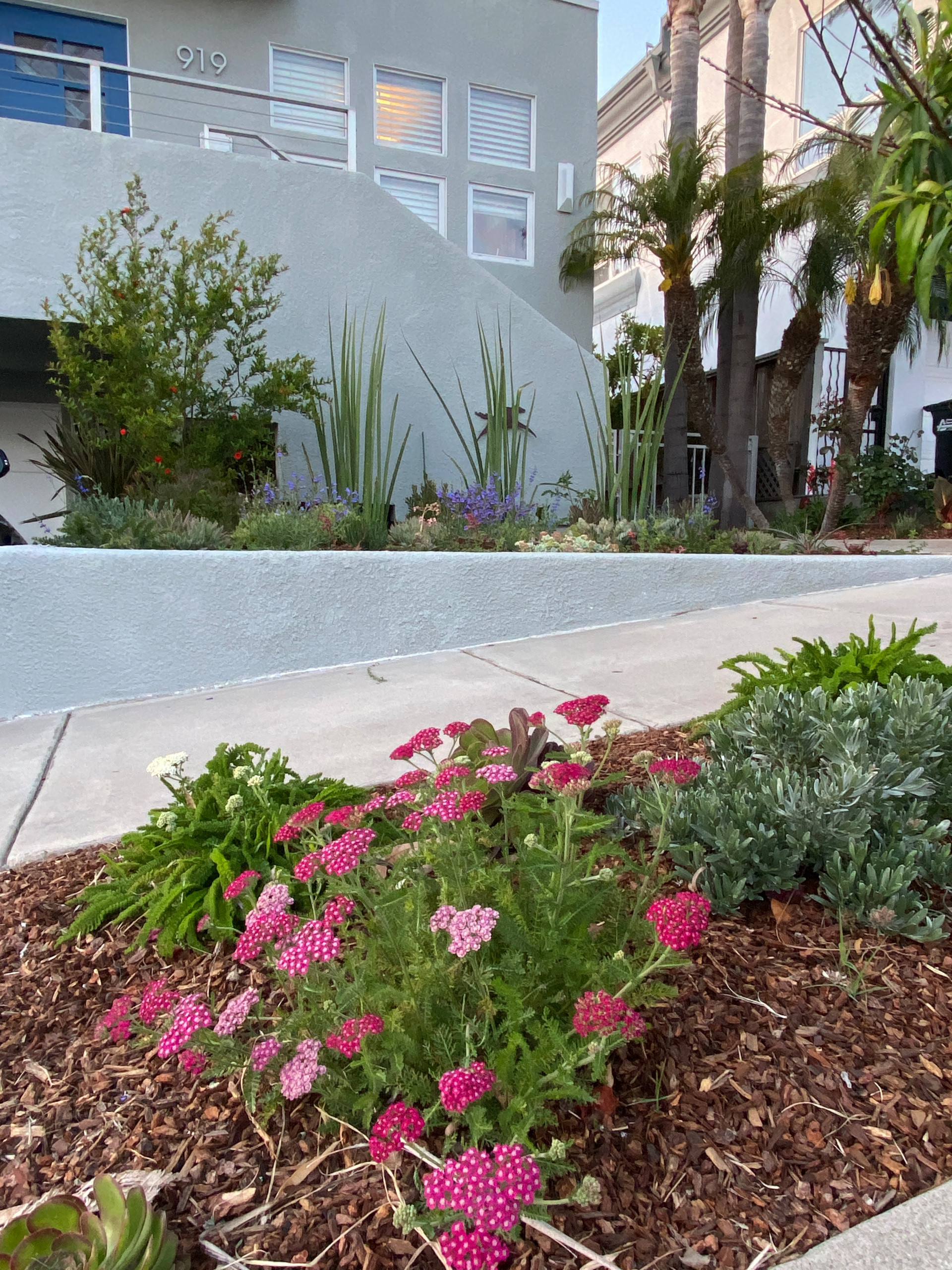 Hermosa Beach, CA: Front Yard Edible Modern Curb Appeal