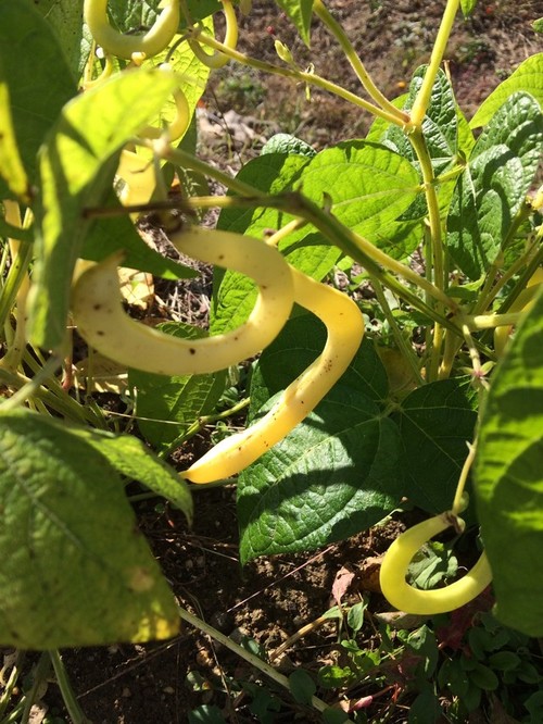 Rust on beans? OK to eat?
