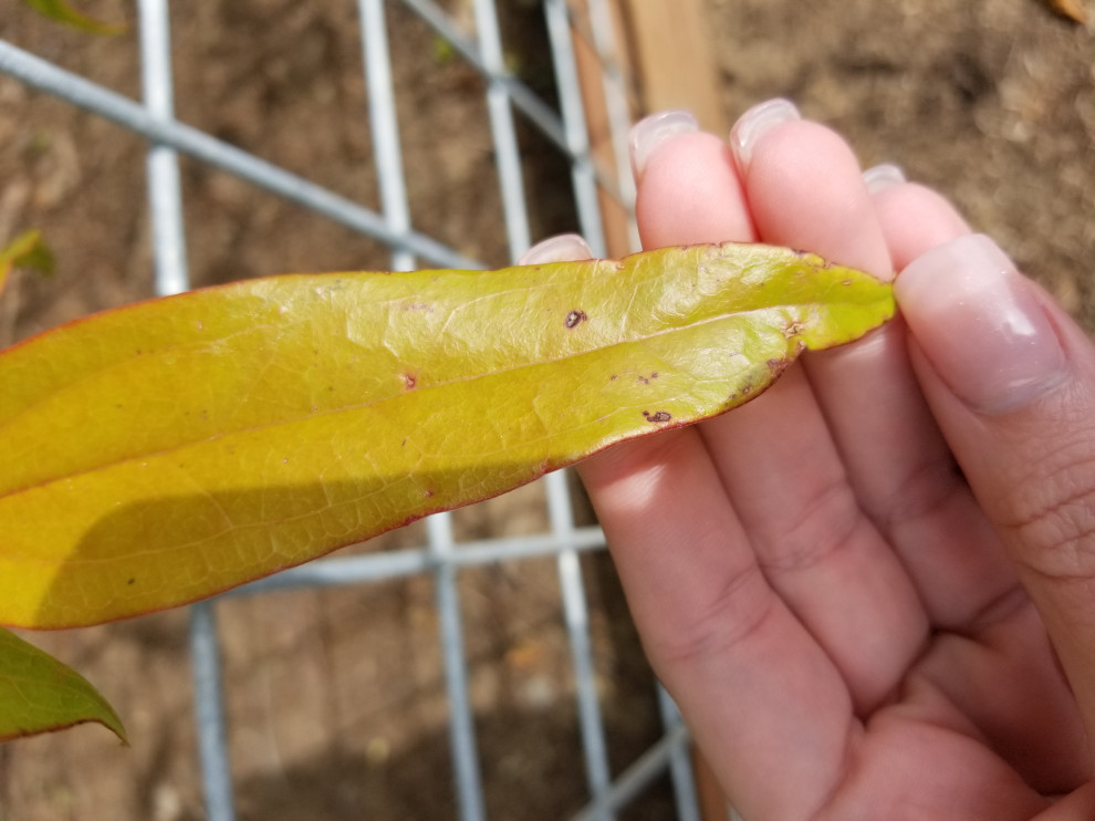 What's eating my Clematis Armandii?