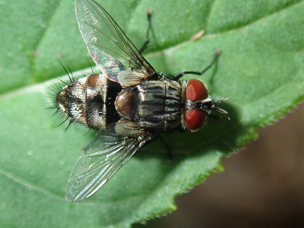Find A Fly Can you help me identify these two flies?