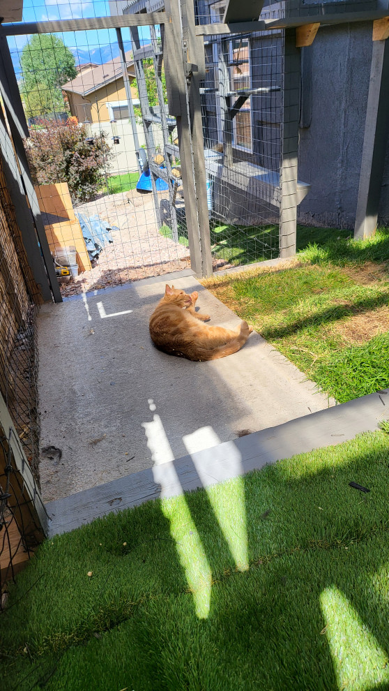 The Purr-fect Playground✨