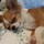roxie_chamuler
