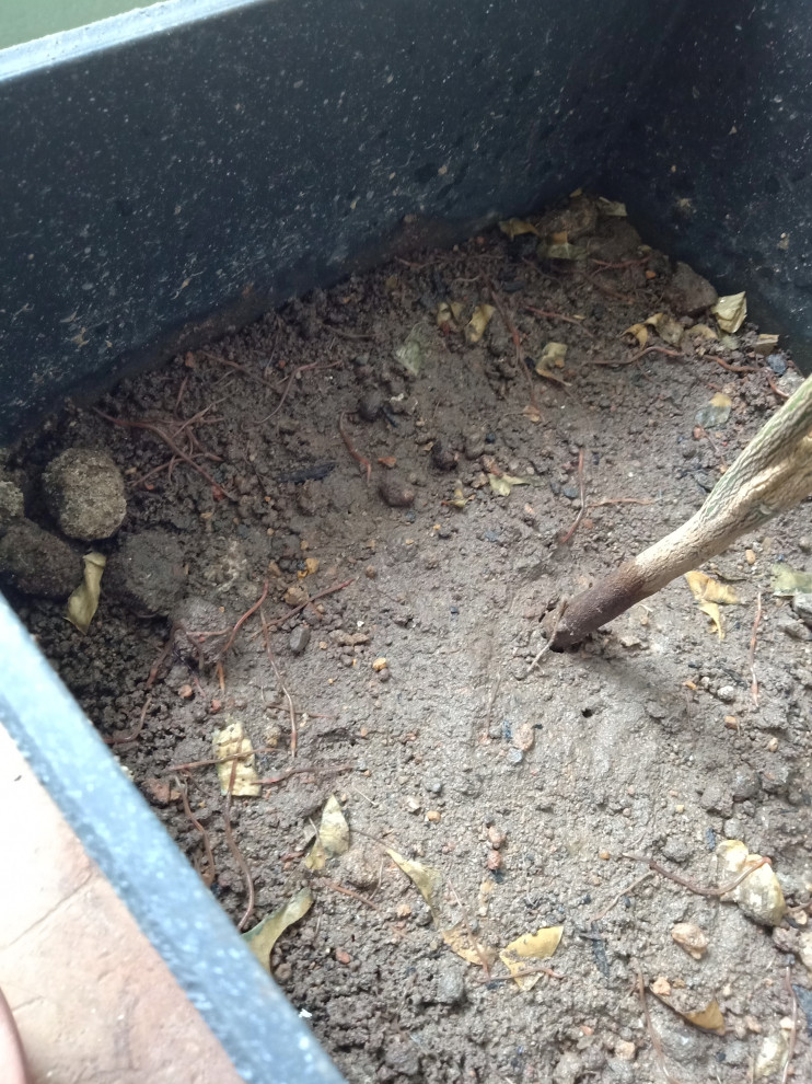 Why are there so many earthworms in my potted plant?