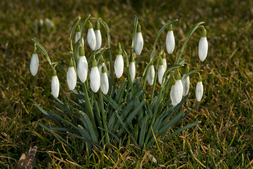 Der Garten Im Februar Was Jetzt Zu Tun Ist