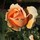hong_li41