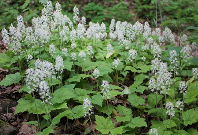 Native plants