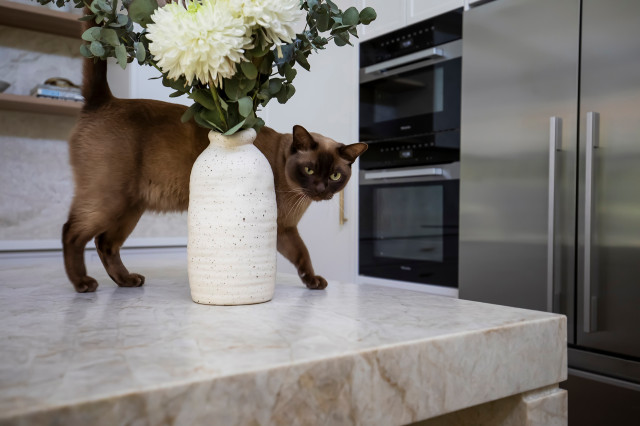North Balgowlah Kitchen & Bathroom contemporary-kitchen