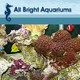 All Bright Aquariums
