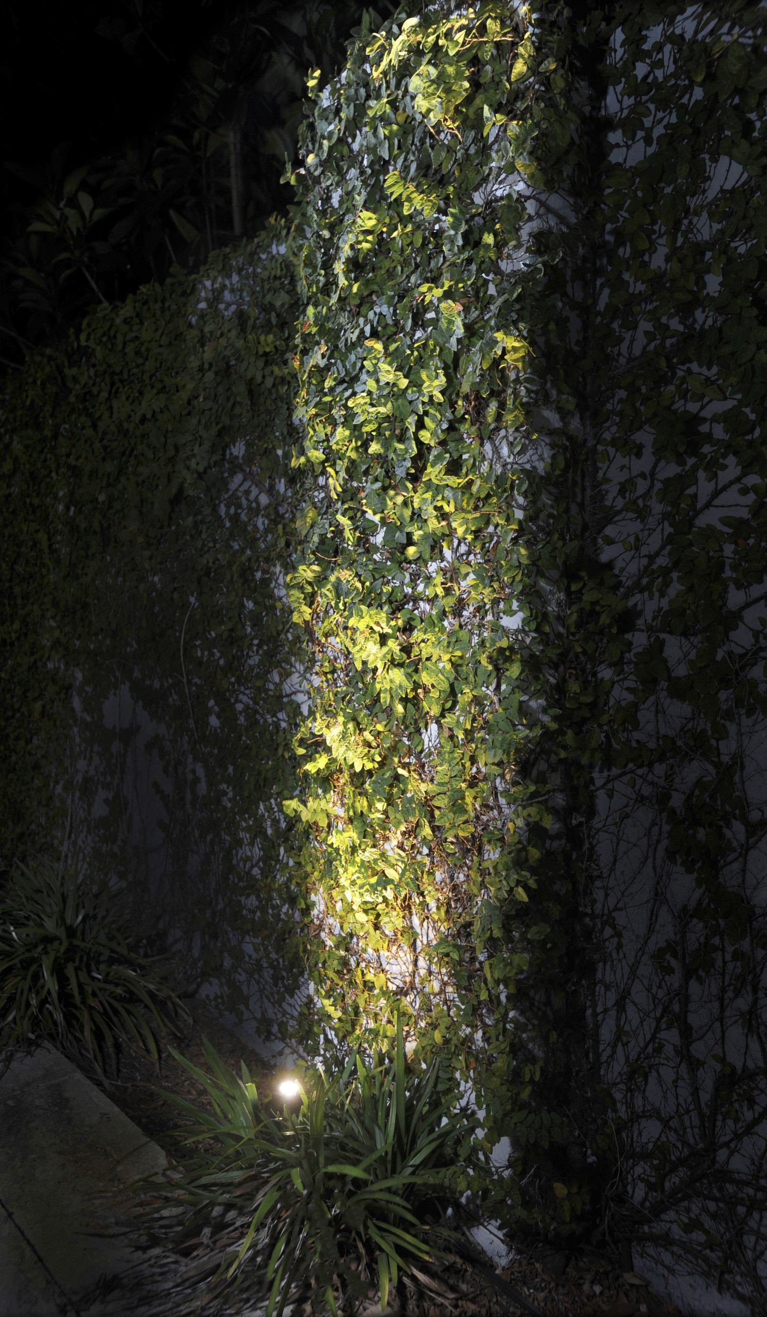 Grazing Light