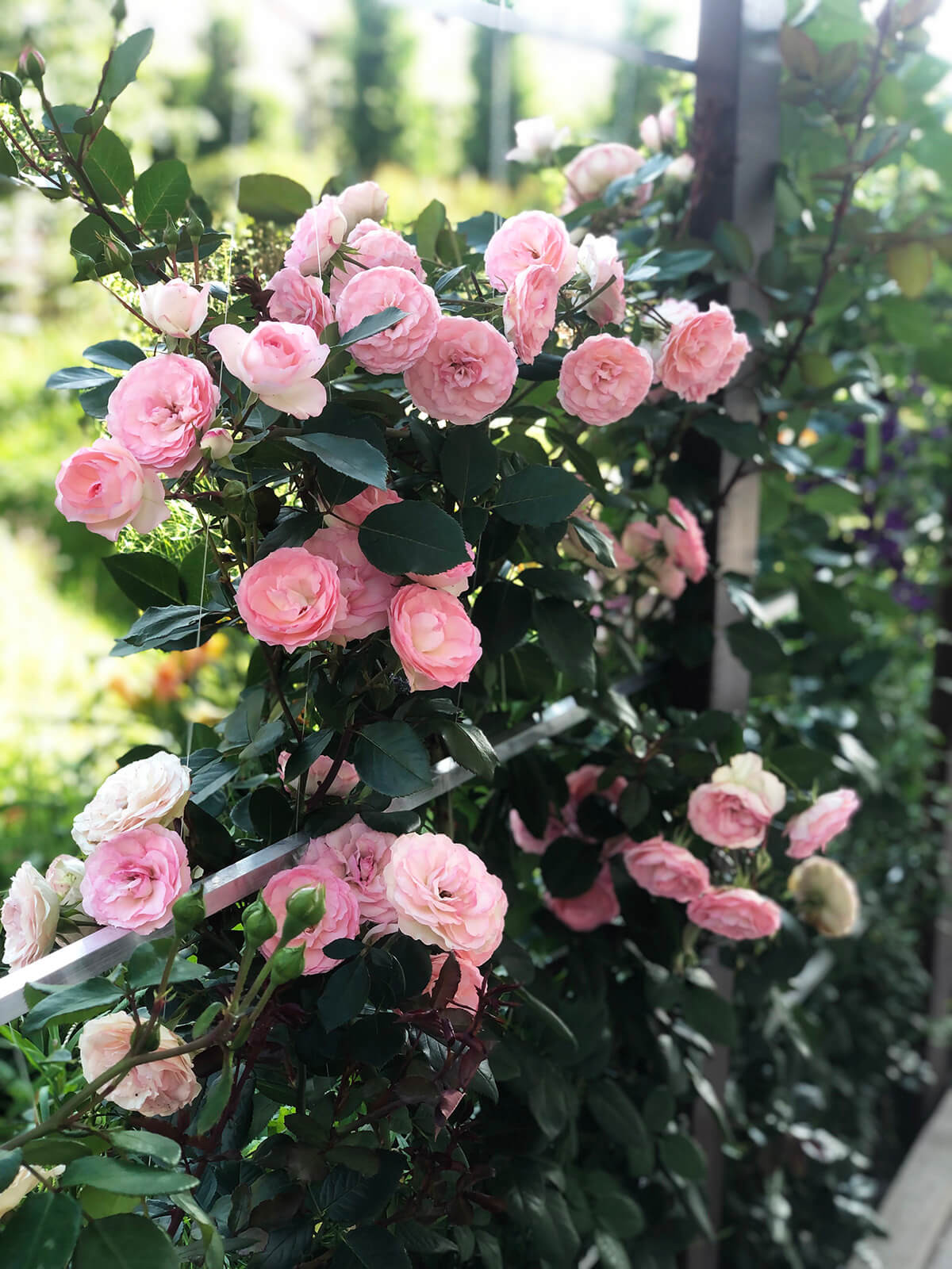 Пергола и розы