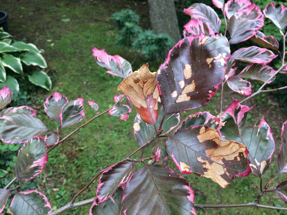 Some leaves browning and falling off tricolor beech tree