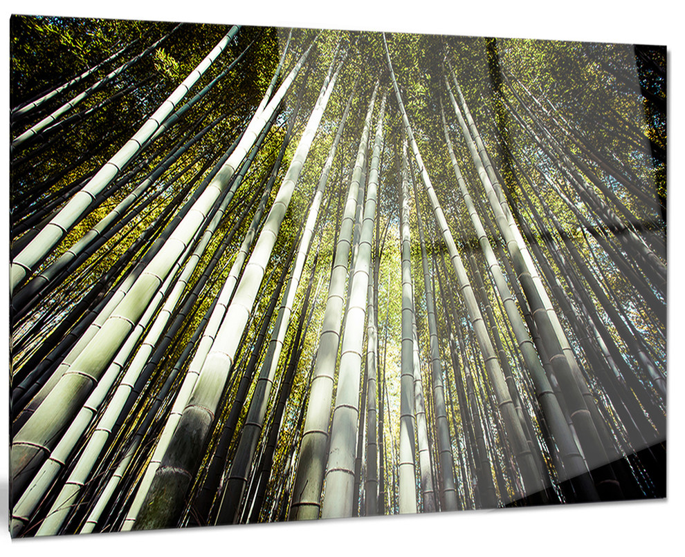 "Long Bamboos in Bamboo Forest" Forest Glossy Metal Wall Art, 28"x12
