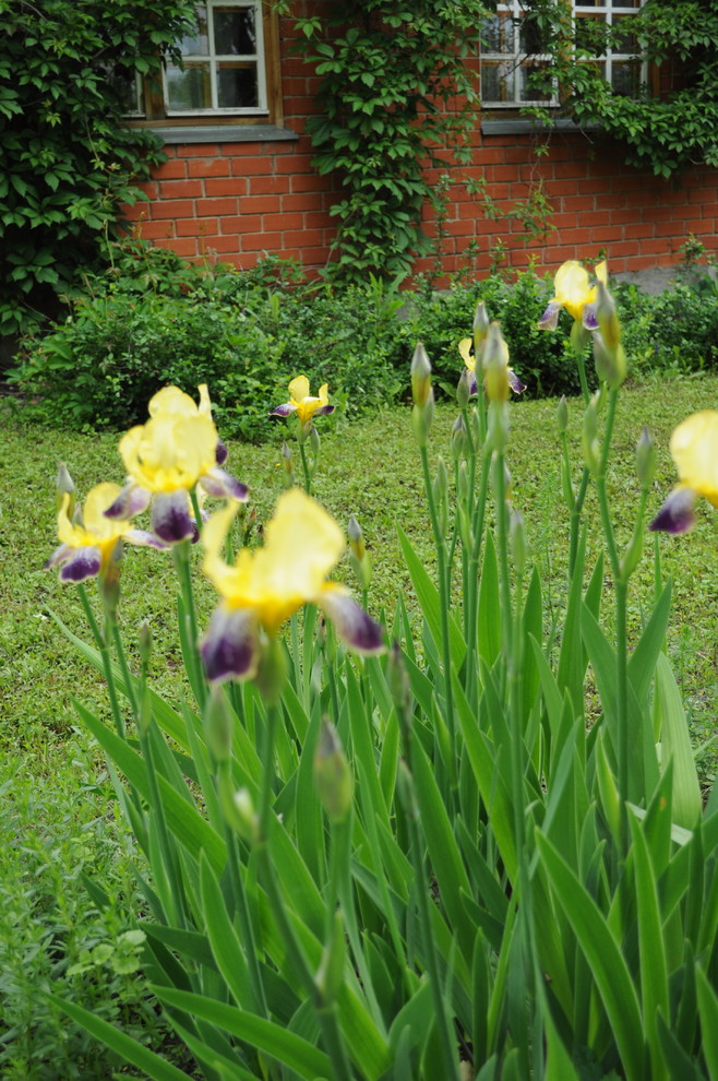 усадьба Писаревка