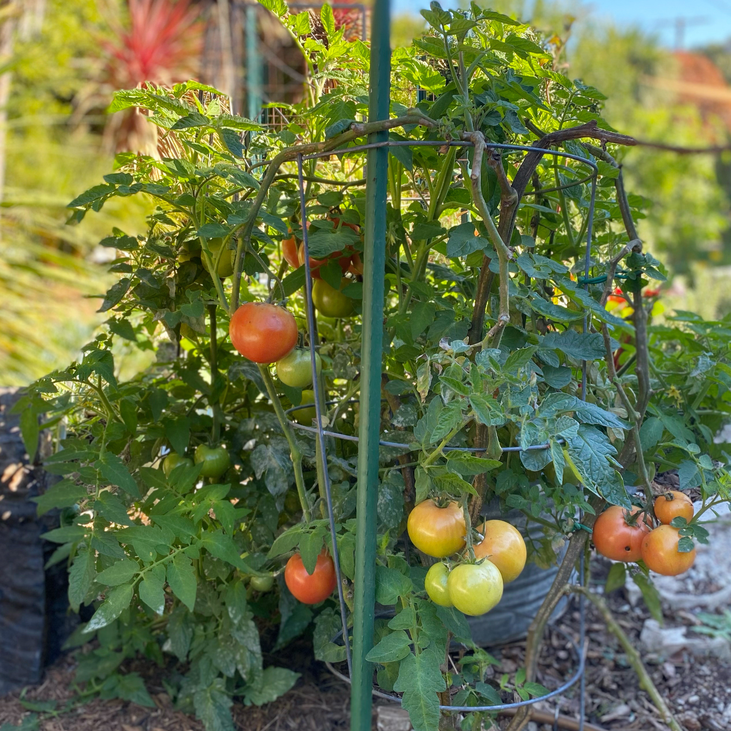 San Pedro, CA - Rustic Kitchen Garden