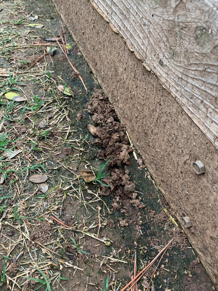 What’s this digging in my garden?