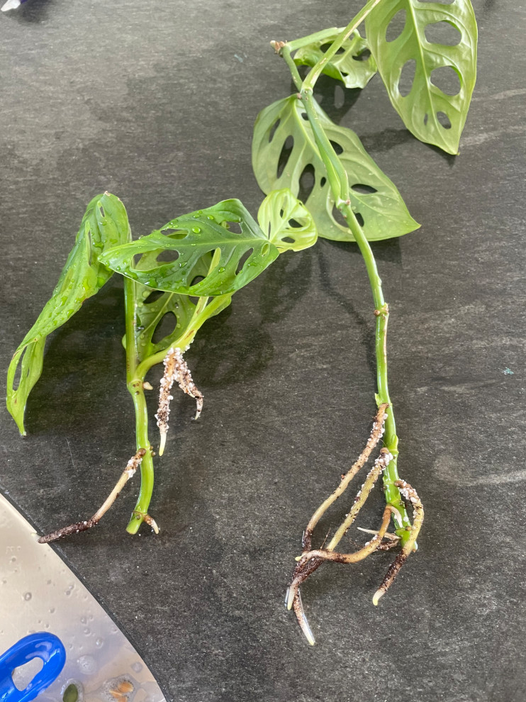 Propagating in perlite | Houzz Forum
