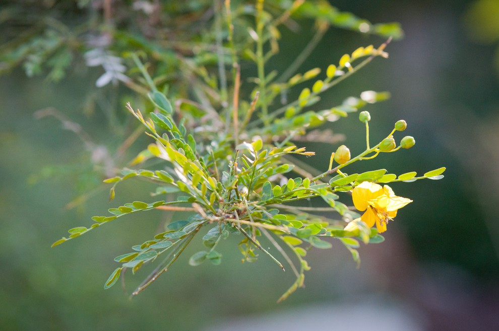 Photo of a landscaping in Los Angeles.