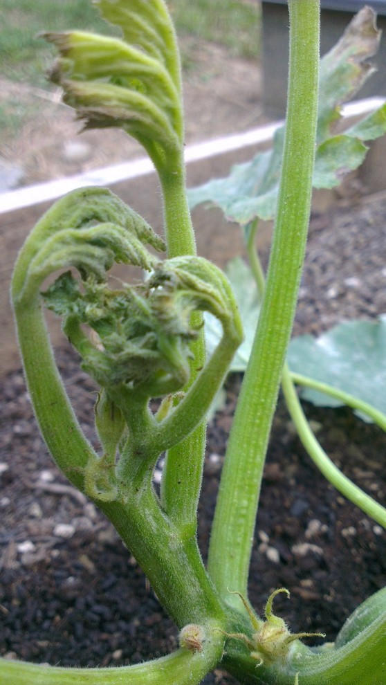 Zucchini Plant is dying