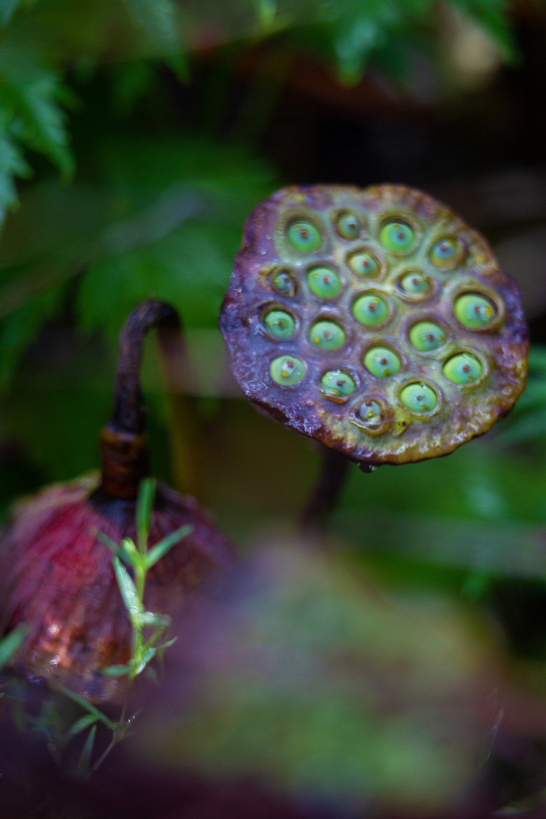 Фотосъемка Сада   по  Метрелинку на MFS 2019 Авторы М,Береснева М. ПРИНТЦ