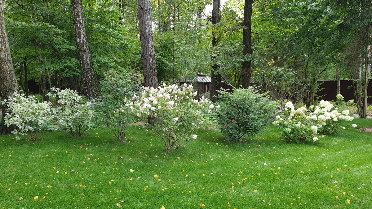 Теневой сад в Новогорске.