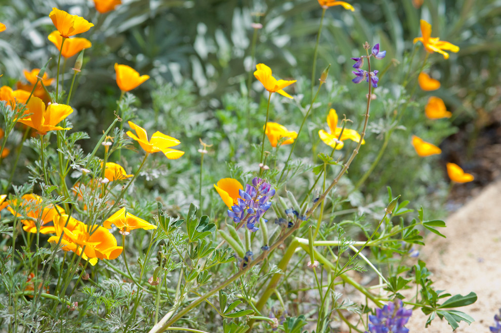 Design ideas for a drought-tolerant and partial sun courtyard landscaping in Los Angeles for spring.