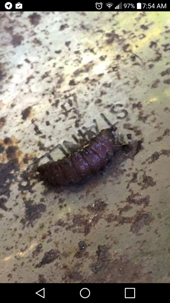 Unknown Bugs in Compost???