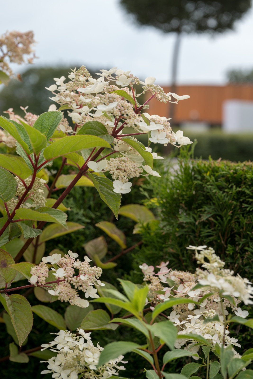 Выставочный сад "Тайны соблазна"