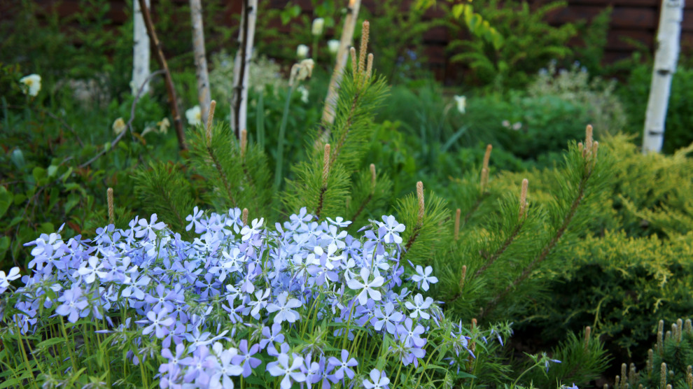 Цветники и композиции крупным планом