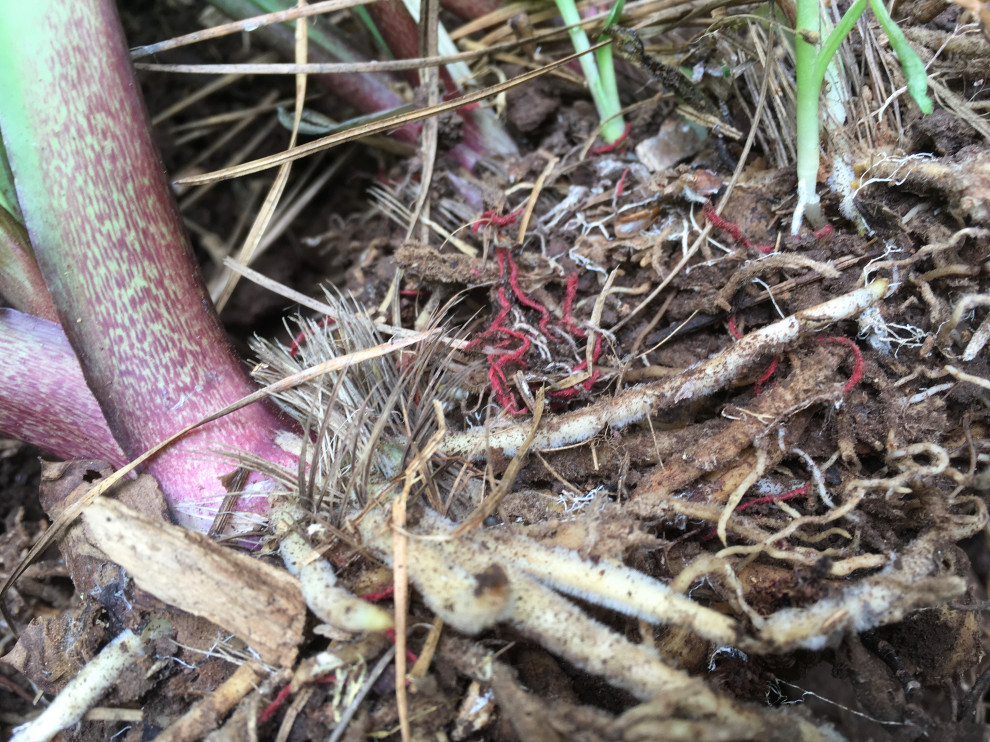 Red fibers at base of hosta | Houzz Forum