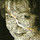 silke_force
